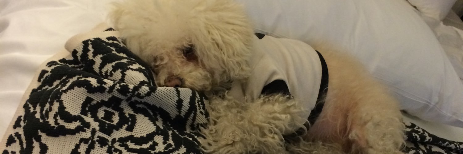 ItchyThePoodle's profile banner image