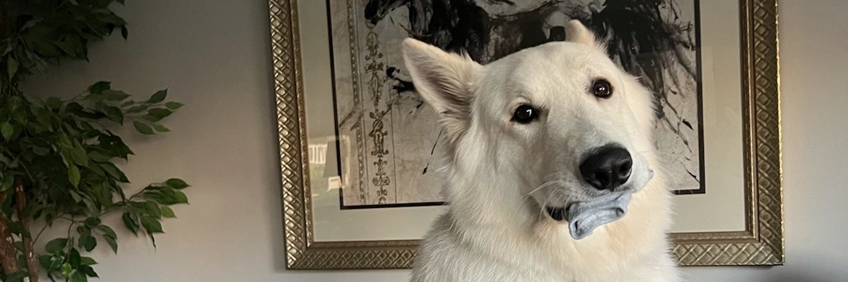 jeesun 지선 🇰🇷🇺🇸 banner