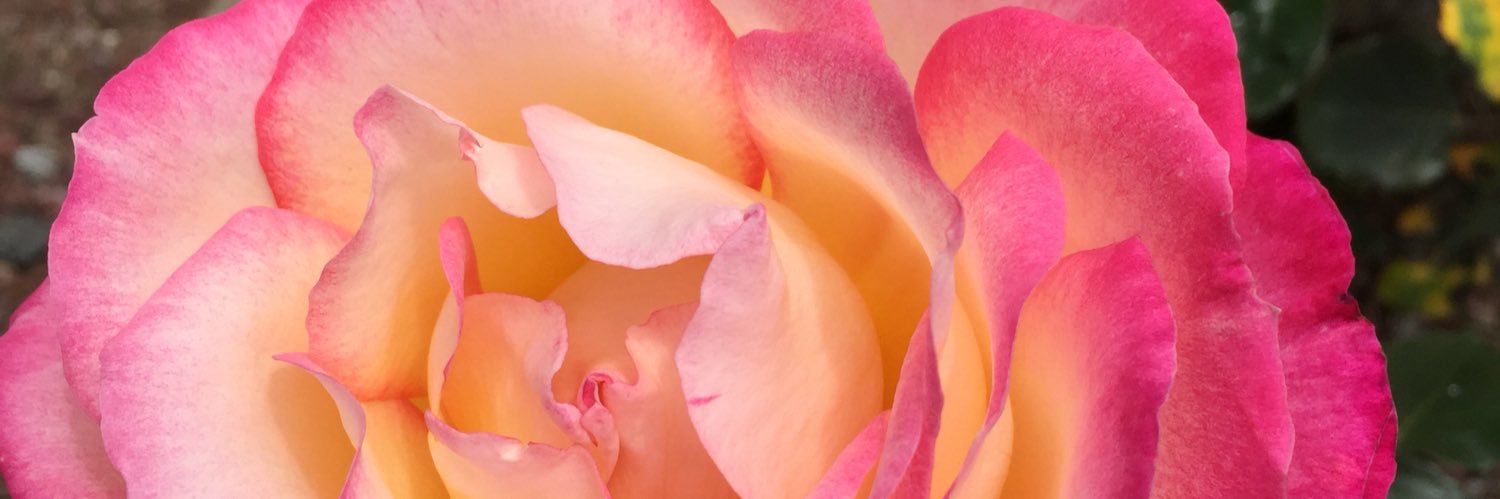 Elina_ma's profile banner image