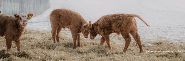albertabeef Profile Banner