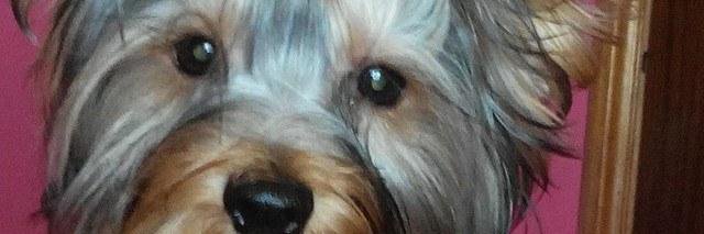 LuzPola's profile banner image