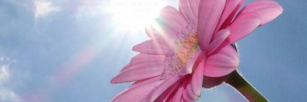 nicolienkroon Profile Banner