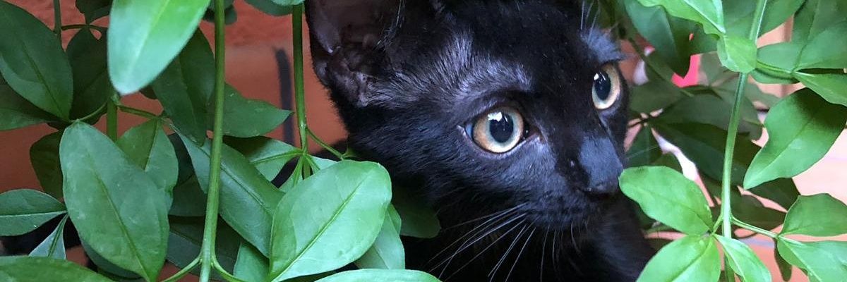 PradaAngela5's profile banner image