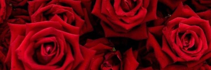 LADY_KuT_THROAT's profile banner image