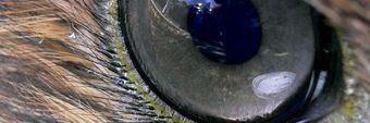 pegasso_22's profile banner image