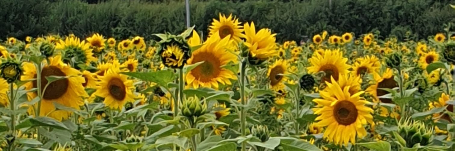 marymullins's profile banner image