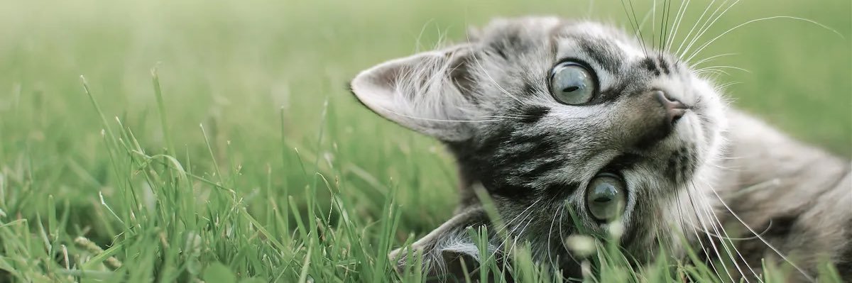 blisskat's profile banner image