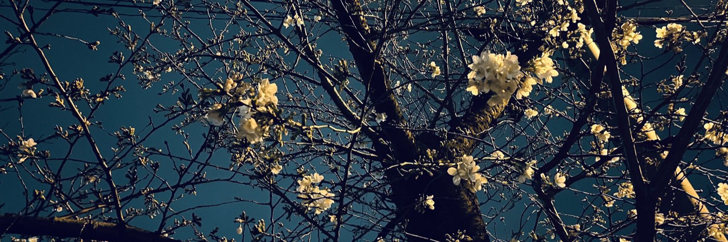m0ena1's profile banner image