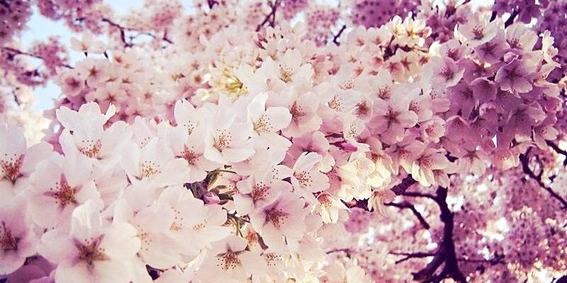 LsLga's profile banner image