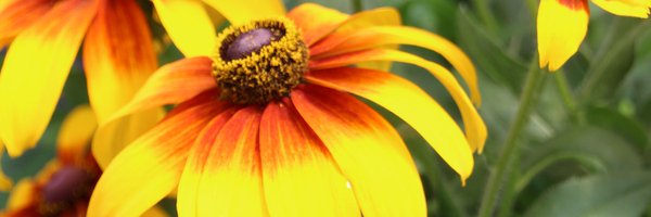 GPNmag Profile Banner