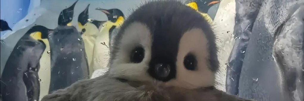 nlalandaa's profile banner image
