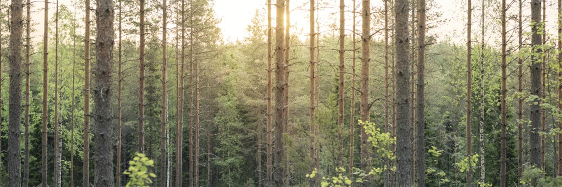 paulcram's profile banner image