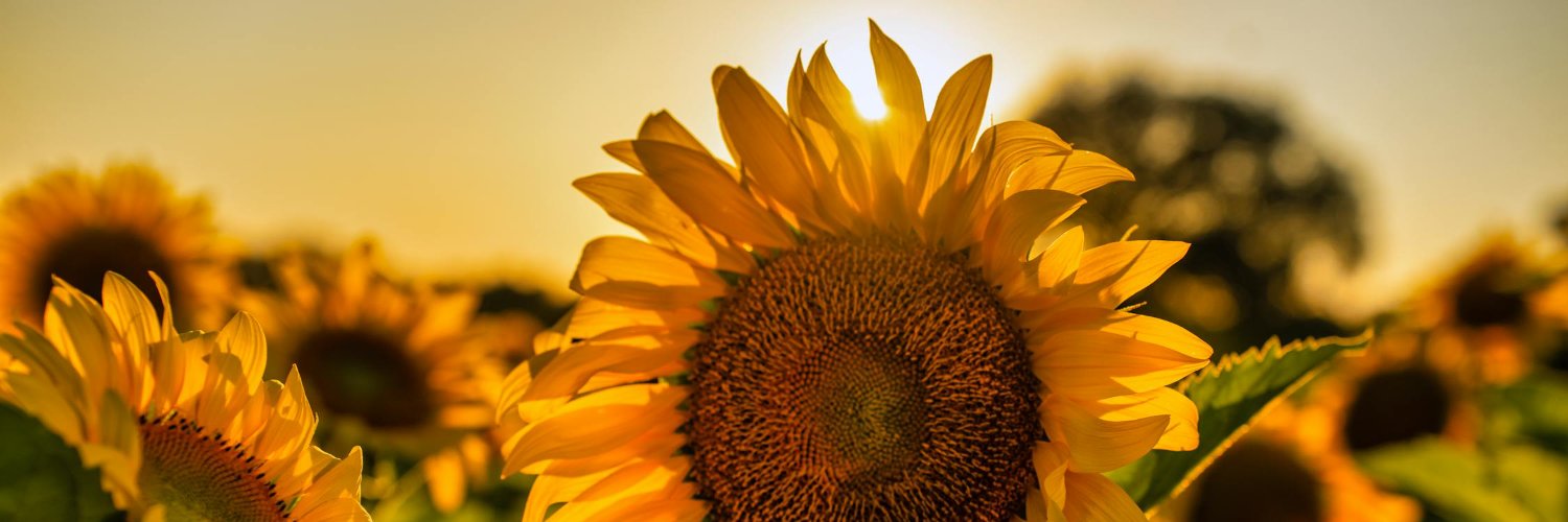 🌻 KIRSTY HAMMOND 🌻 banner