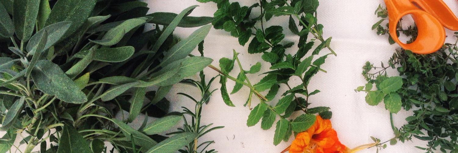 Katarina Cumselius banner