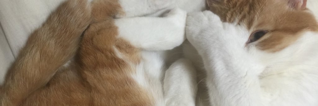 ayaphone79's profile banner image