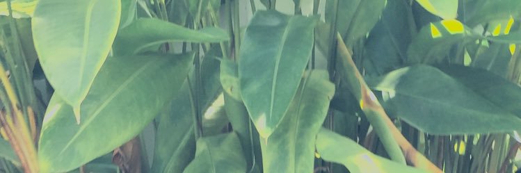 prenseshuda's profile banner image