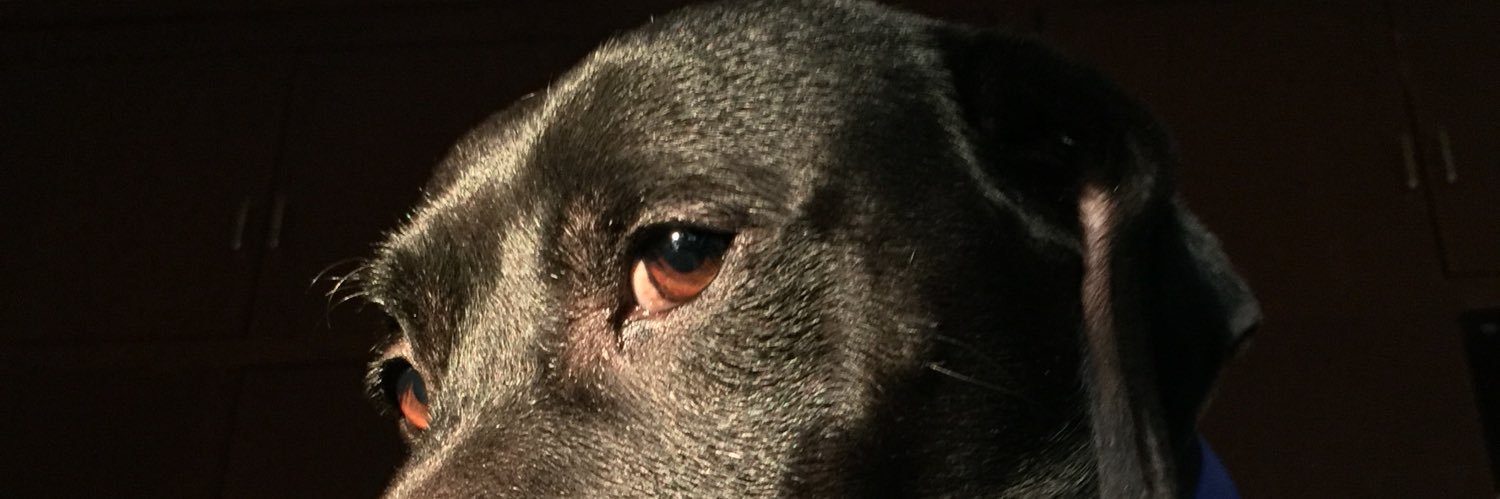 dudleyduck's profile banner image