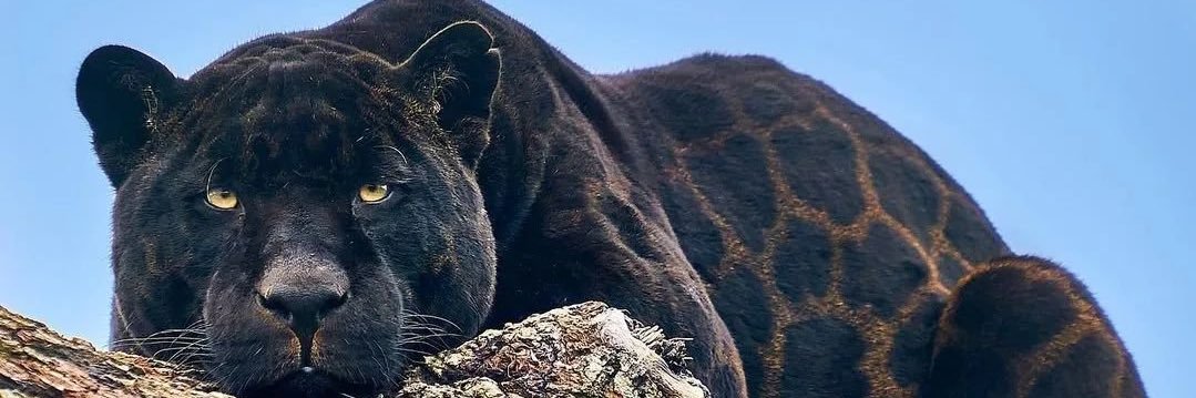 maubremm's profile banner image