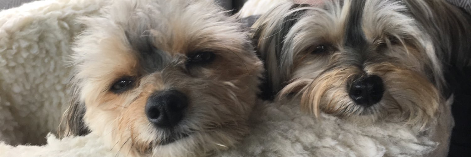 herschelpup's profile banner image