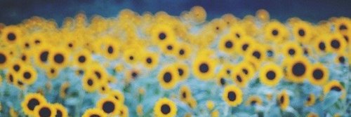 fourmilkycubs's profile banner image