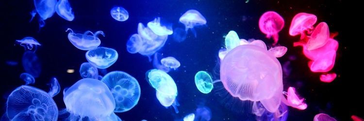 BeeBeeBee0113's profile banner image