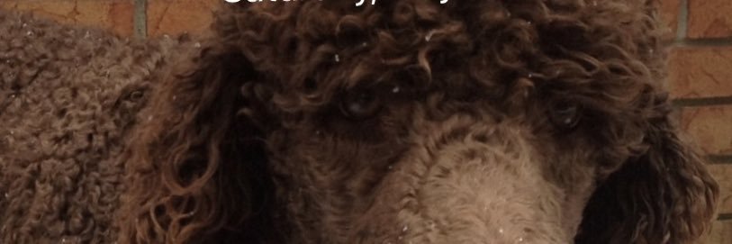 sagebrush 🏴‍☠️ banner