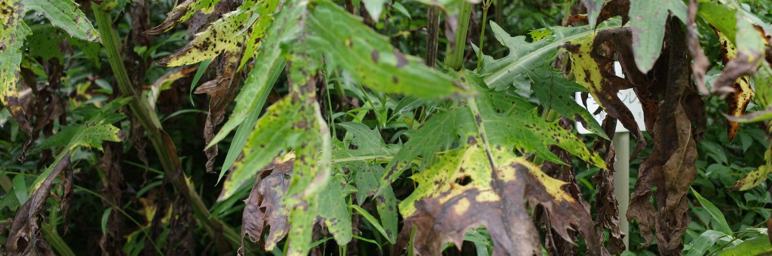 t a k a h i k o s h i m u r a banner