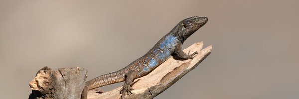 cybokat Profile Banner