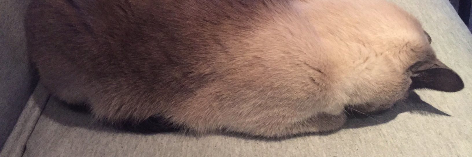 DammitSheldon's profile banner image