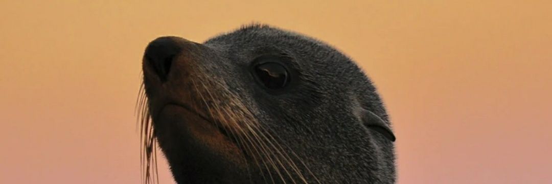 priscillacaara's profile banner image