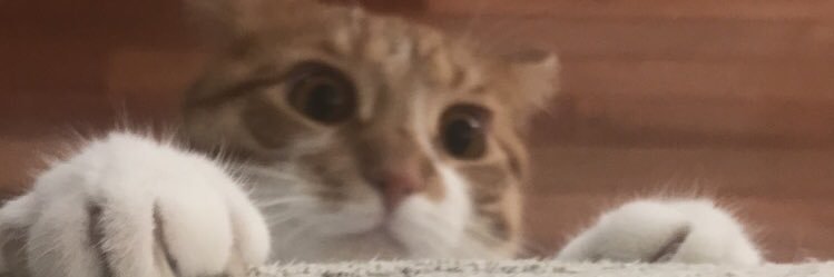 kate_fiala's profile banner image