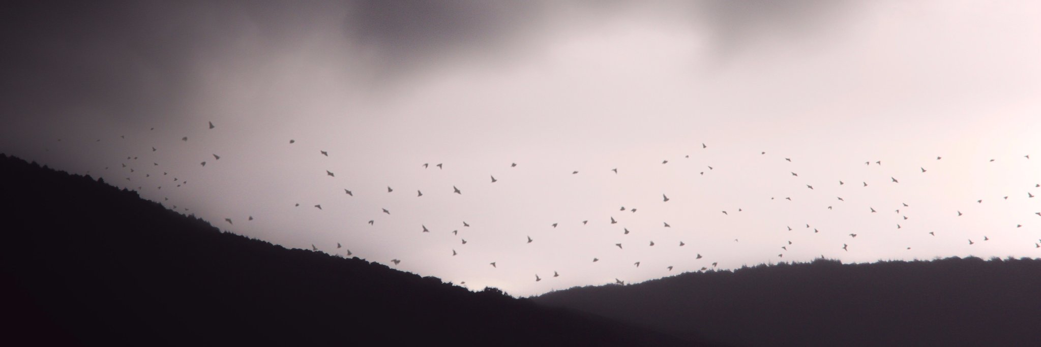 WKlenkle's profile banner image