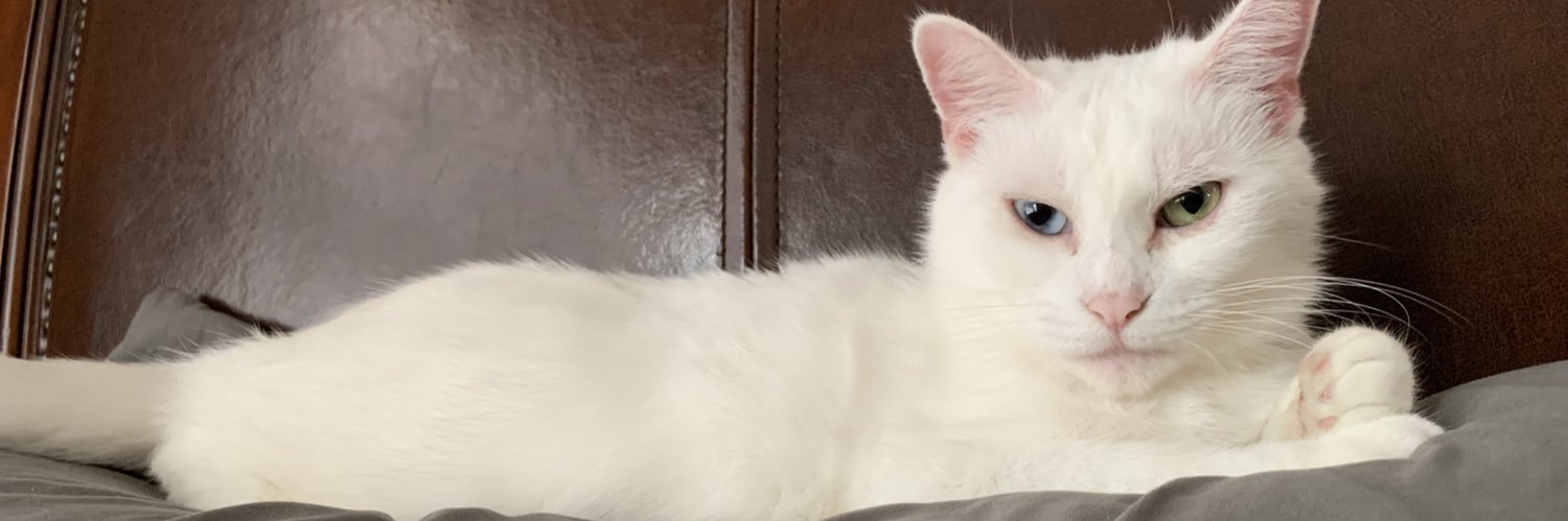 curlyji's profile banner image