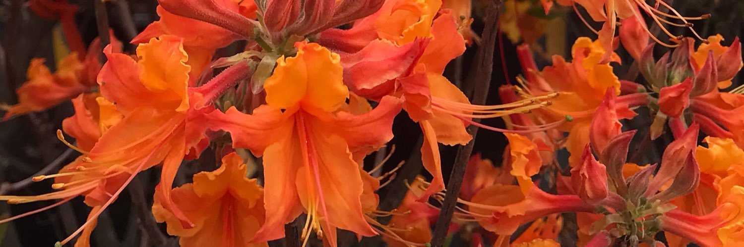 PlantGeekGeoff's profile banner image