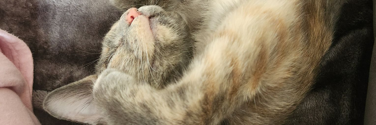 Paul ダイヤモンドランラジオ Diamond Run Radio banner