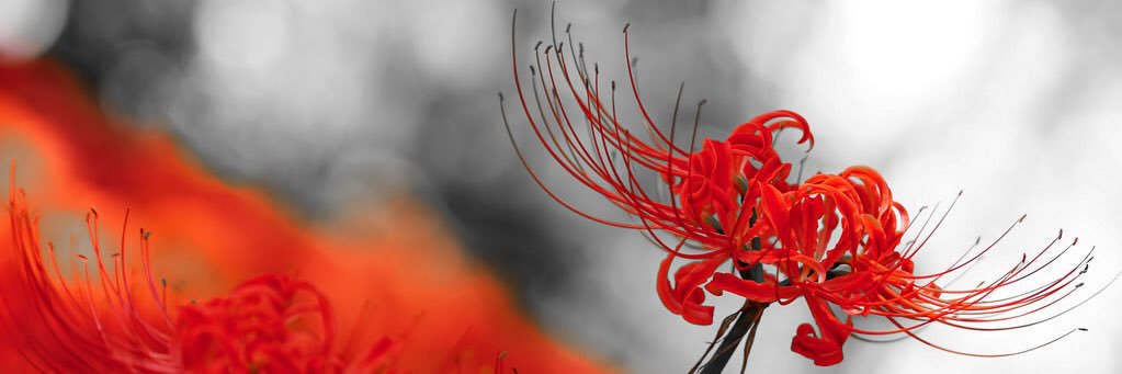 aiko5757's profile banner image