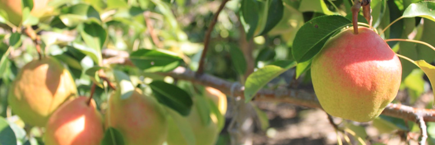 Tiffany Mayer banner