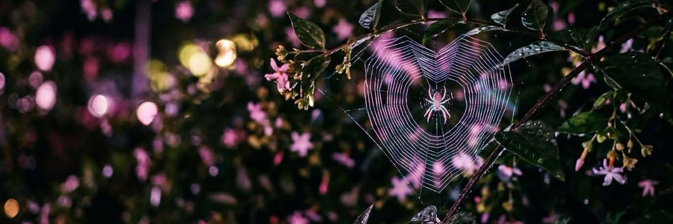 hvileyjade's profile banner image