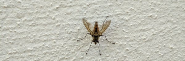 elapestado Profile Banner