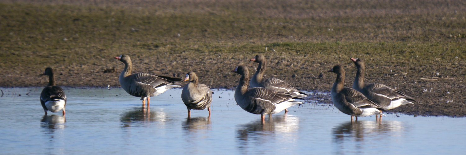 slimbridge_wild's profile banner image