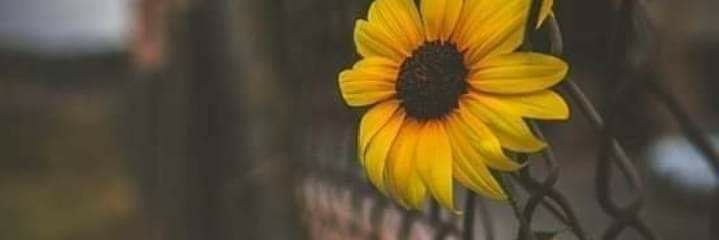 indiaiara's profile banner image