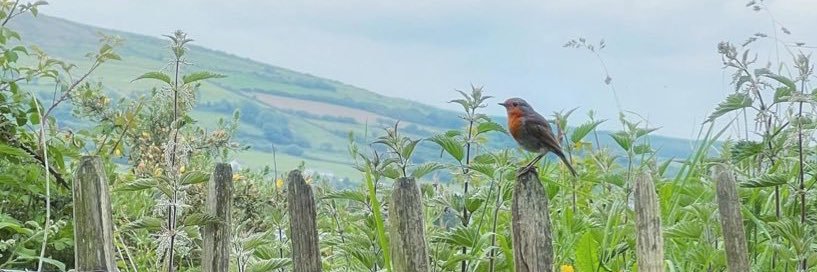 آبی فیروزه‌ای banner