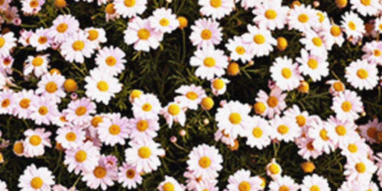 lilmissdot_'s profile banner image