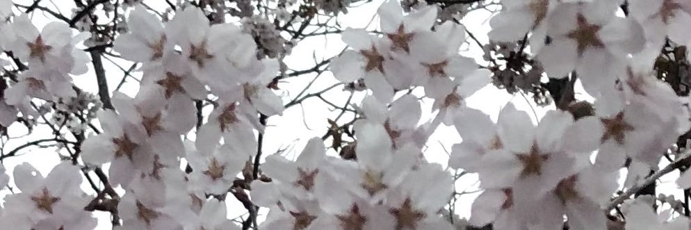 Windstilleyume's profile banner image