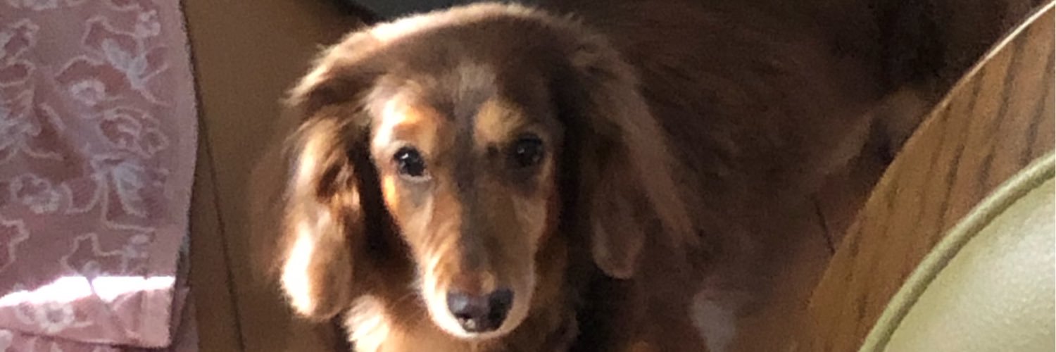 SacchanZzzz's profile banner image