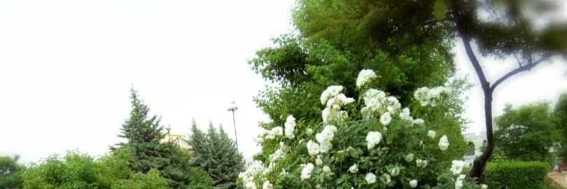 amirgh banner