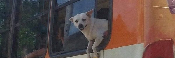 dmirodrigues's profile banner image