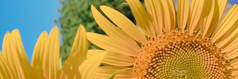 irisu0731's profile banner image