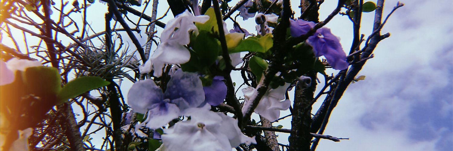 carlidm's profile banner image