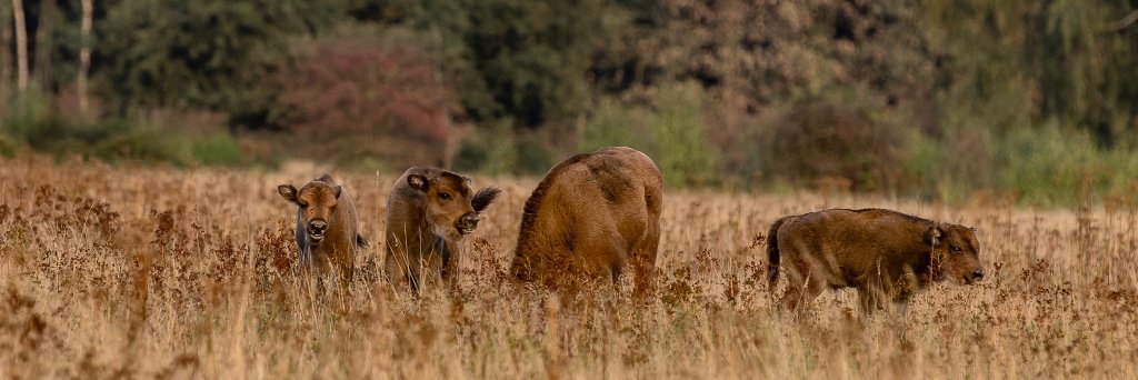 Bezoek de Maashorst banner
